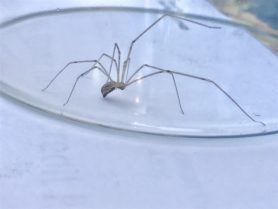 Picture of Holocnemus pluchei (Marbled Cellar Spider) - Lateral