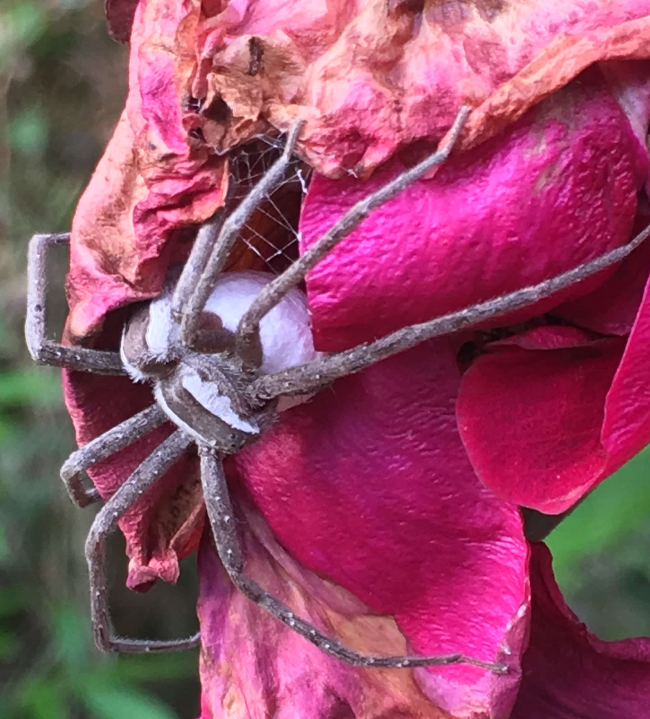 Picture of Pisaurina mira (Nursery Web Spider) - Female - Dorsal,Egg sacs
