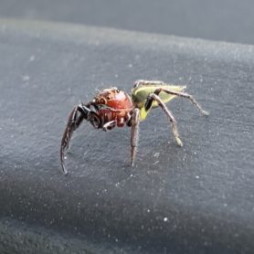 Picture of Colonus sylvanus (Sylvana Jumping Spider) - Lateral