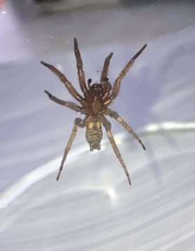 Picture of Gnaphosidae (Stealthy Ground Spiders) - Ventral