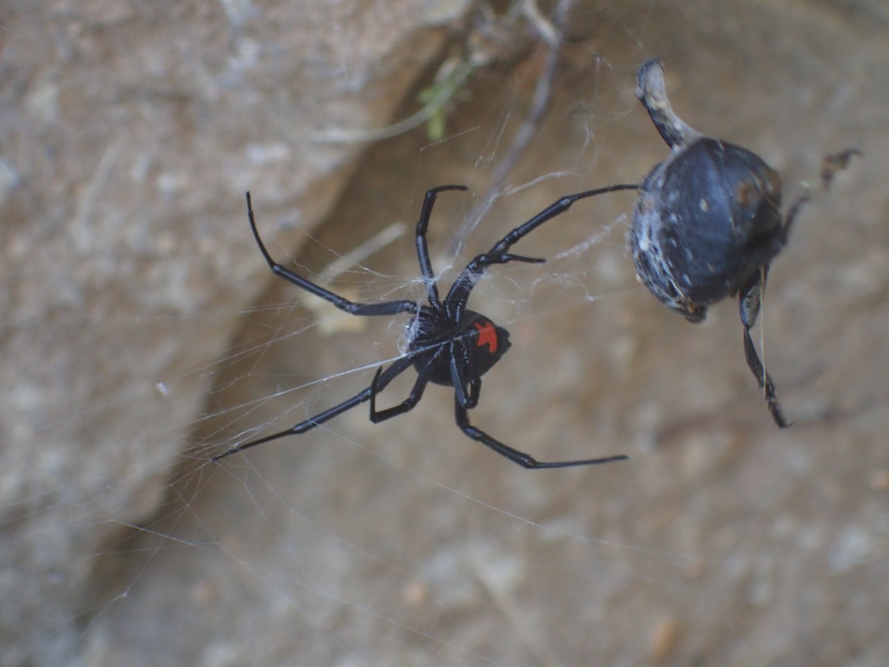 Picture of Latrodectus mactans (Southern Black Widow) - Female - Ventral,Webs,Prey