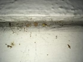 Picture of Theridion spp. - Female - Egg Sacs,Lateral,Spiderlings,Webs