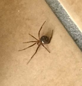 Picture of Nesticodes rufipes (Red House Spider) - Dorsal