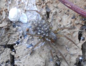 Picture of Pirata spp. (Pirate Wolf Spiders) - Male - Dorsal,Spiderlings,Webs