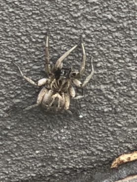 Picture of Lycosidae (Wolf Spiders) - Dorsal