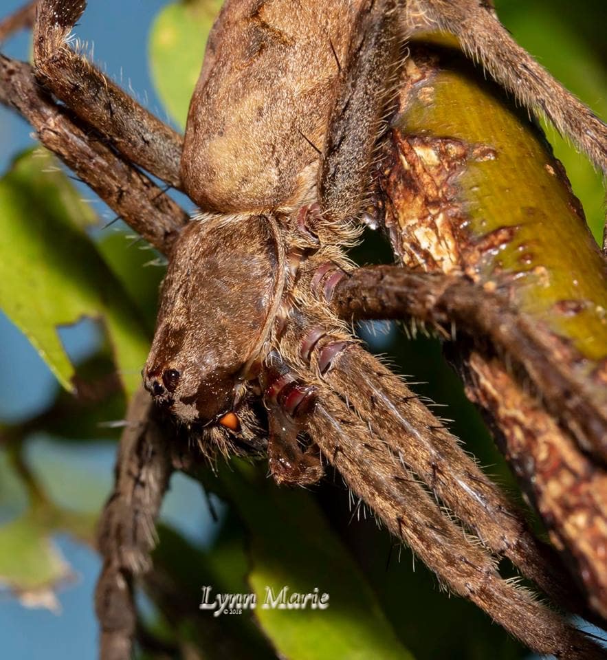 Picture of Dolomedes albineus (White-banded Fishing Spider) - Female - Lateral