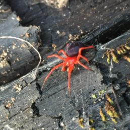 Featured spider picture of Nicodamus mainae (Main Red and Black Spider)