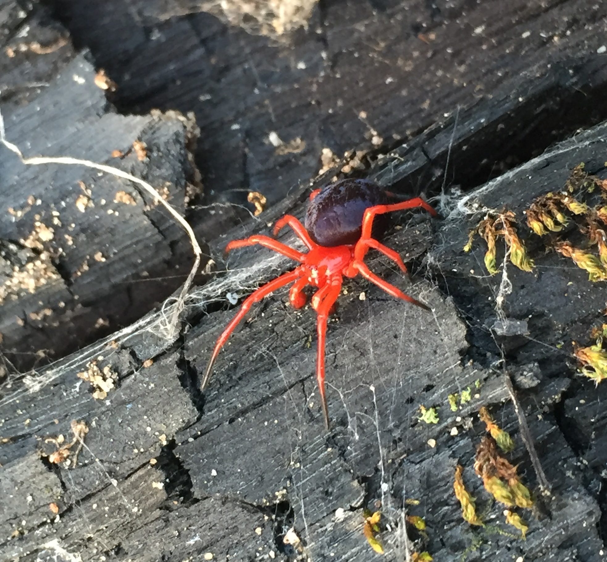 Picture of Nicodamus mainae (Main Red and Black Spider) - Male - Dorsal