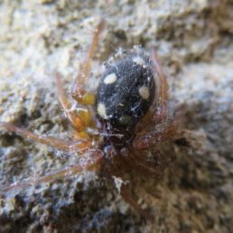 Featured spider picture of Uroctea durandi