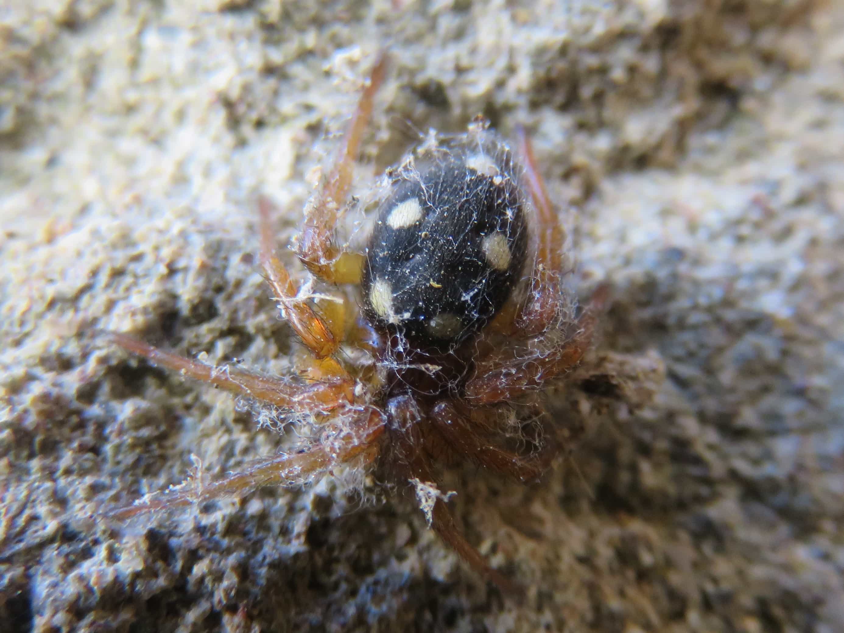 Picture of Uroctea durandi - Dorsal,Webs