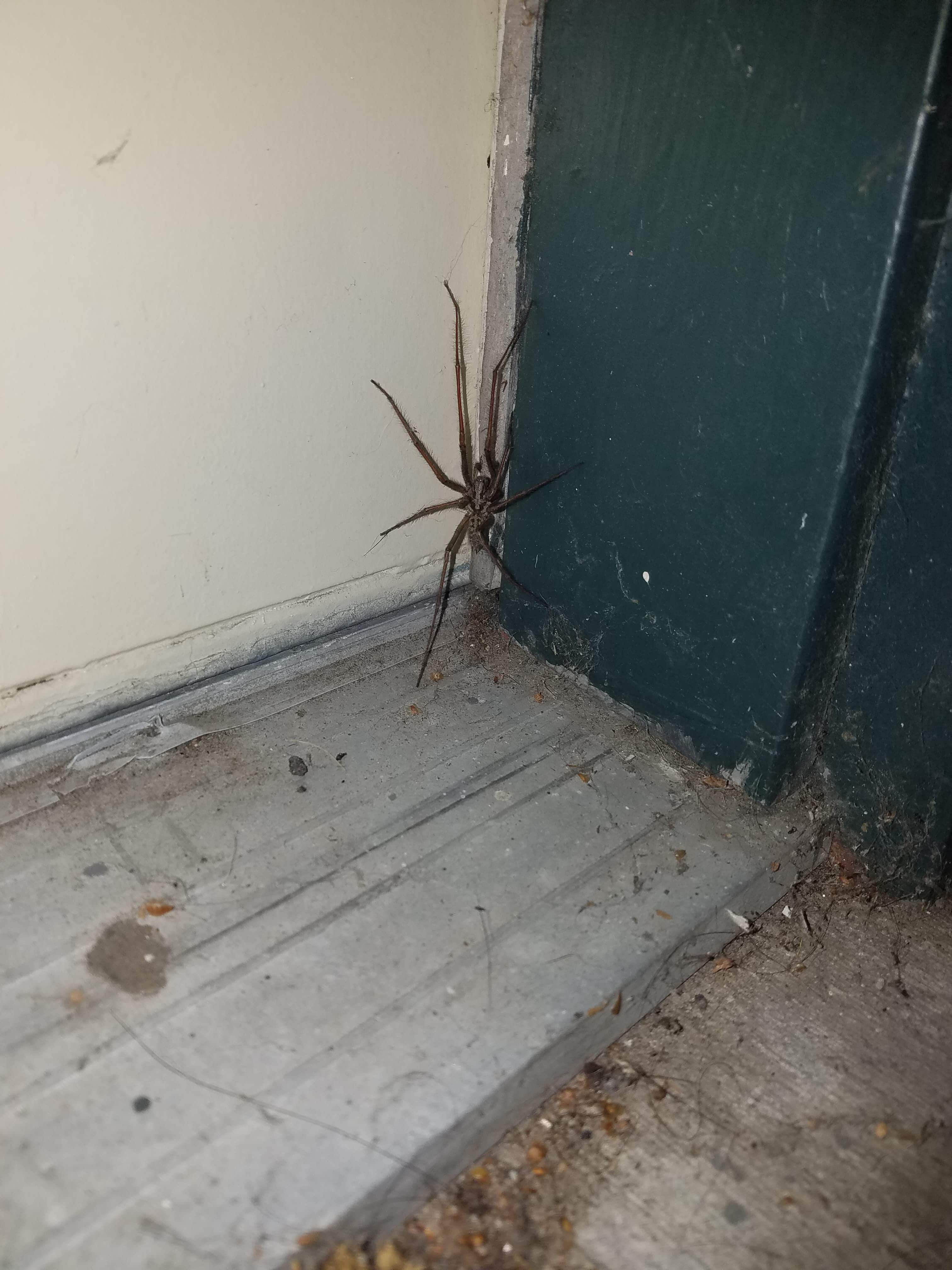 Picture of Eratigena duellica (Giant House Spider) - Male - Dorsal