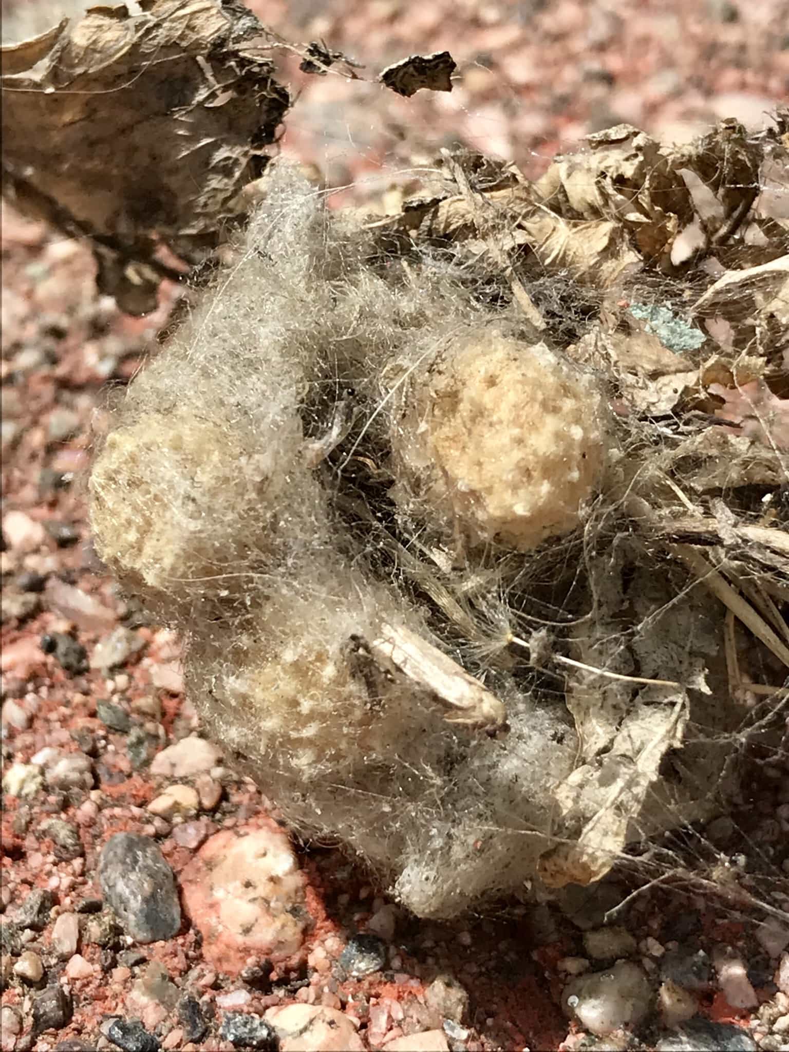 Picture of Latrodectus geometricus (Brown Widow Spider) - Egg sacs
