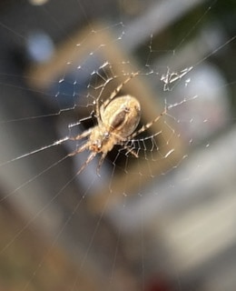 Picture of unidentified spider