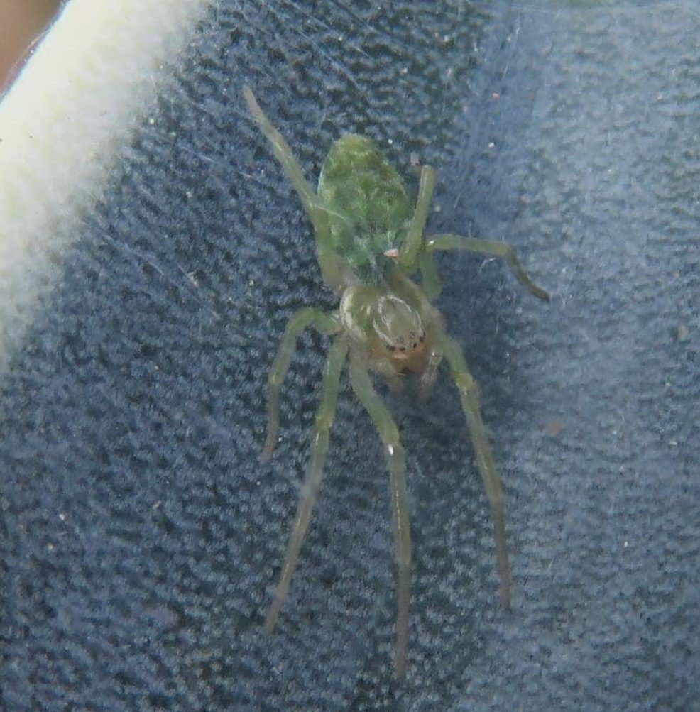 Picture of Nigma walckenaeri (Green-Leaf-Web Spider) - Dorsal