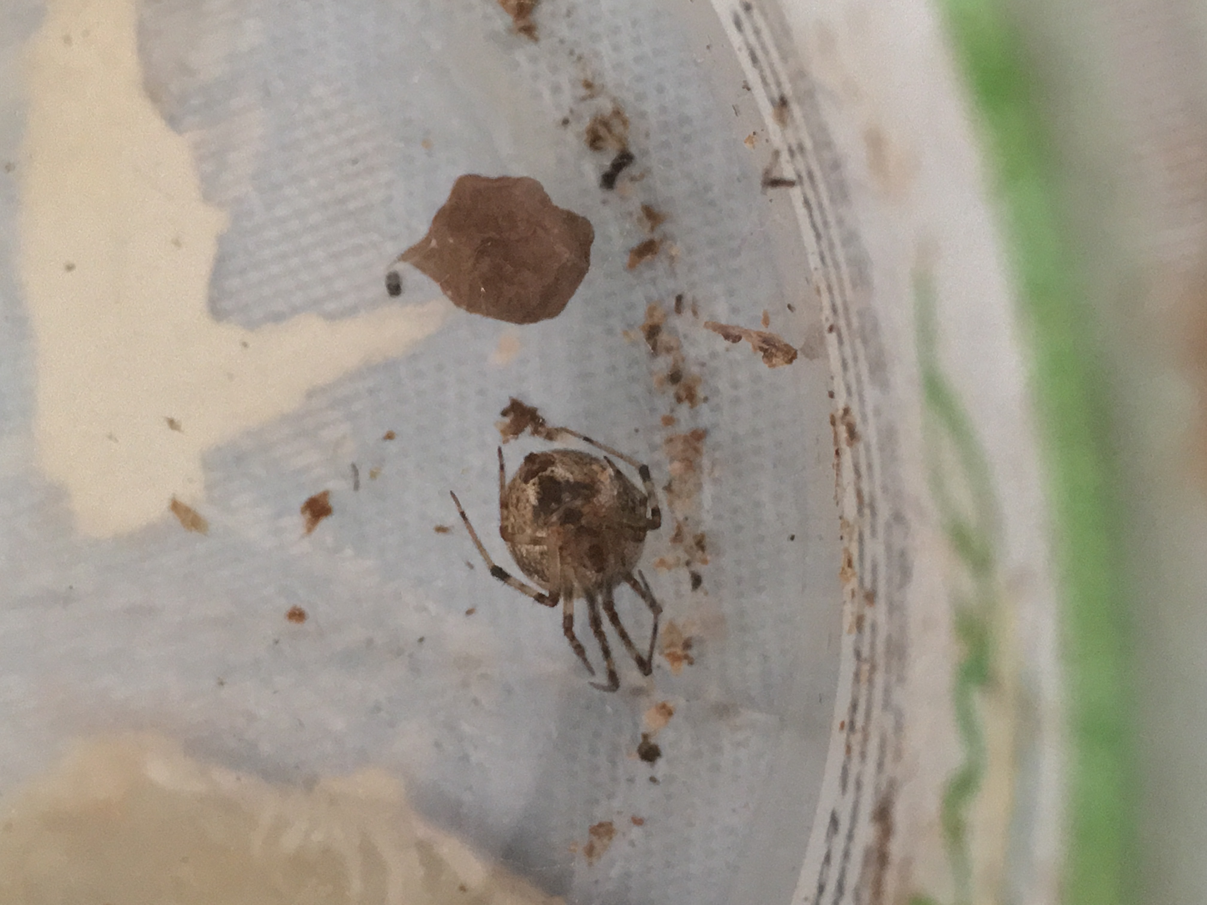 Picture of Parasteatoda tepidariorum (Common House Spider) - Female - Egg sacs,Ventral