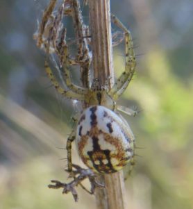 Picture of Mangora acalypha - Dorsal