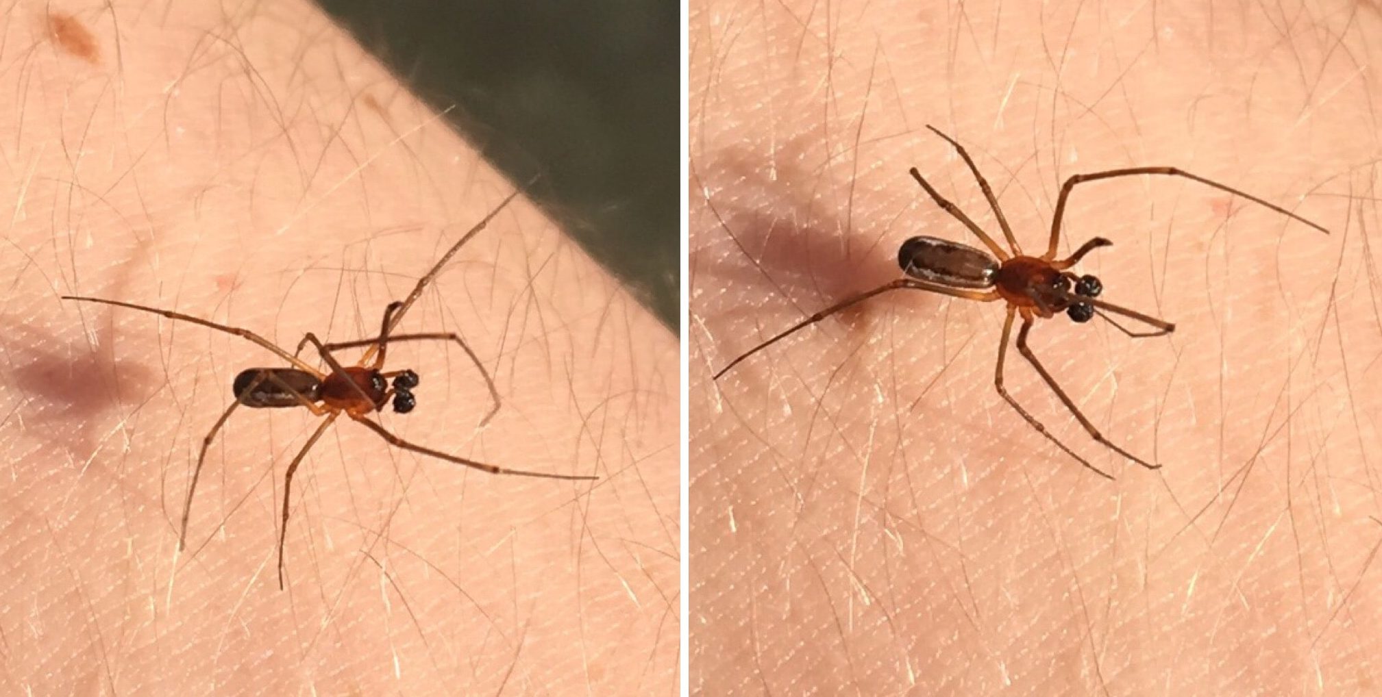 Picture of Neriene radiata (Filmy Dome Spider) - Male - Dorsal