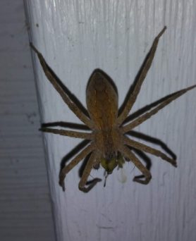 Picture of Pisaurina mira (Nursery Web Spider) - Dorsal,Prey