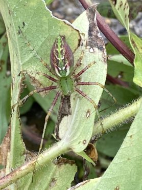 Picture of Peucetia viridans (Green Lynx Spider)