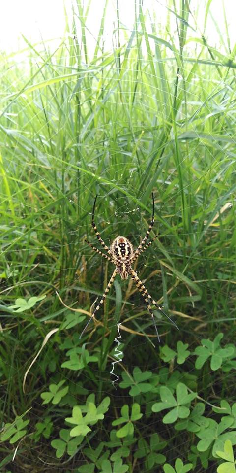 Picture of Argiope (Garden Orb-weavers) - Ventral,Webs