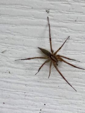 Picture of Agelenopsis spp. (Grass Spiders) - Dorsal
