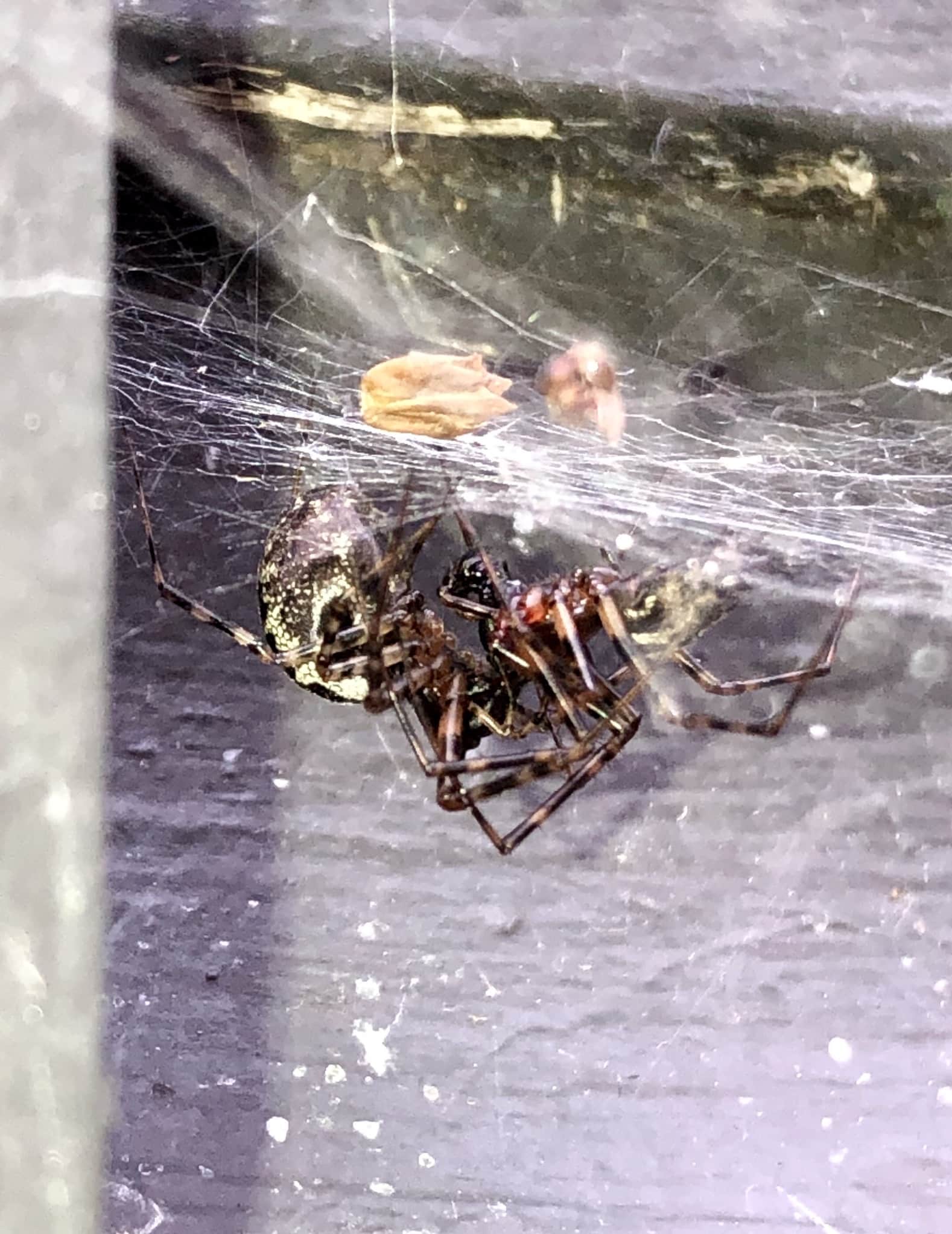 Picture of Linyphiidae (Money Spiders) - Male,Female - Lateral,Webs