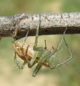 Picture of Oxyopes lineatus - Lateral