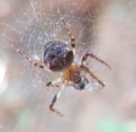 Picture of Zilla diodia - Dorsal,Webs