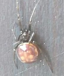 Featured spider picture of Steatoda grandis
