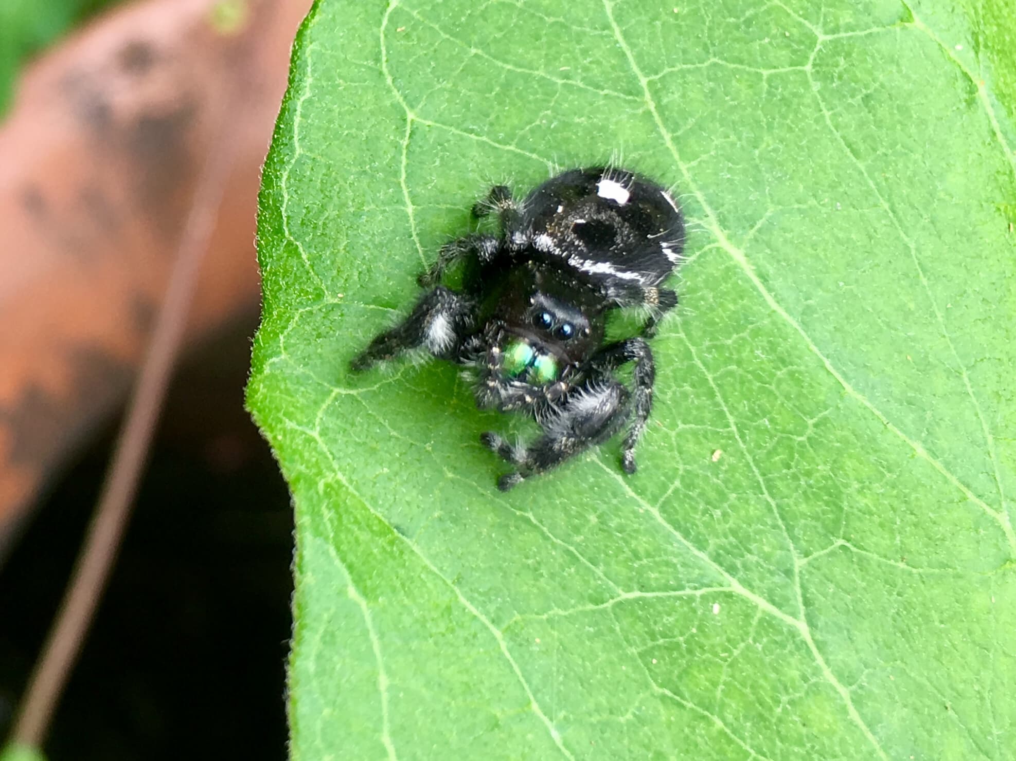 Picture of Phidippus audax (Bold Jumper) - Dorsal,Eyes