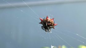 Picture of Gasteracantha cancriformis (Spiny-backed Orb-weaver) - Ventral,Webs
