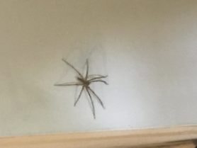Picture of Pisauridae (Nursery Web Spiders) - Dorsal