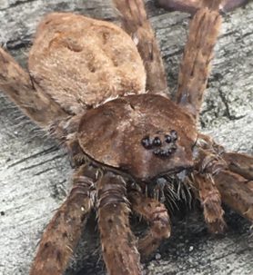 Picture of Dolomedes albineus (White-banded Fishing Spider) - Dorsal,Eyes