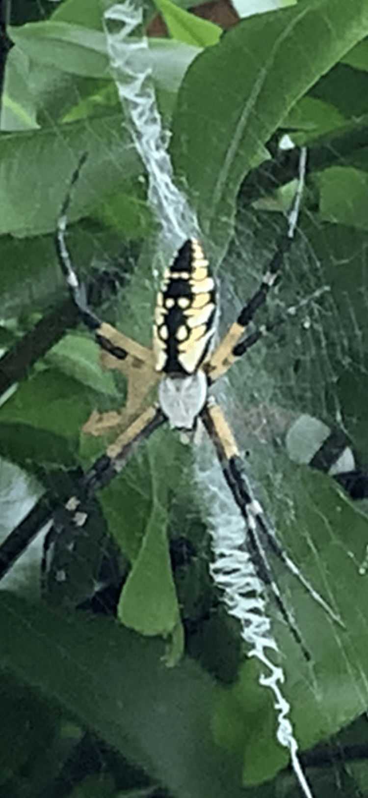 Unidentified spider in Harvest, Alabama United States