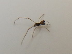 Picture of Theridiidae (Cobweb Weavers) - Male - Lateral