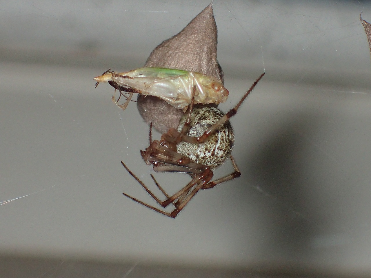 Picture of Parasteatoda tepidariorum (Common House Spider) - Female - Egg sacs,Lateral,Webs,Prey