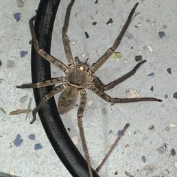 Featured spider picture of Heteropoda venatoria (Huntsman Spider)
