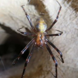 Featured spider picture of Meta menardi (European Cave Spider)