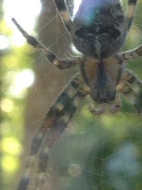 Picture of Araneus diadematus (Cross Orb-weaver) - Dorsal,Webs