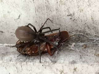 Picture of Kukulcania hibernalis (Southern House Spider) - Female - Dorsal,Prey
