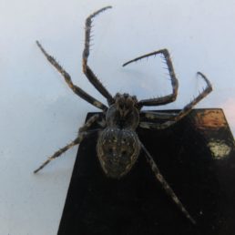 Featured spider picture of Nuctenea umbratica (Walnut Orb-weaver)