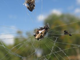 Picture of Cyclosa insulana (Island Cyclosa Spider) - Dorsal,Webs,Prey