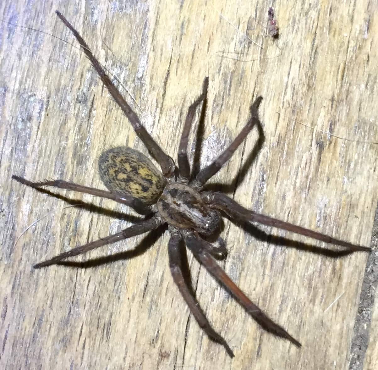 Picture of Eratigena atrica (Giant House Spider) - Female - Dorsal