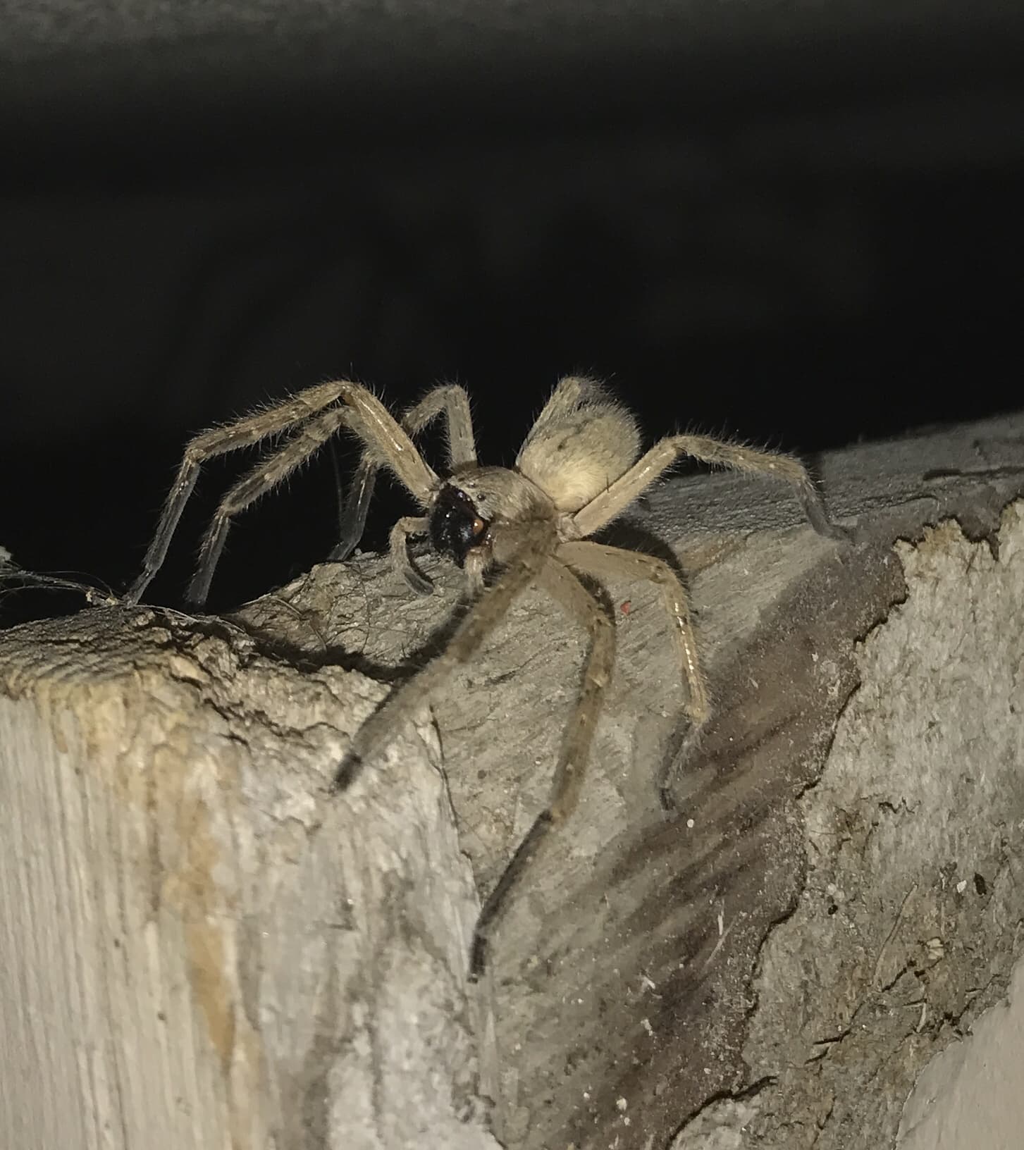 Picture of Olios giganteus (Giant Crab Spider) - Lateral