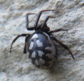 Picture of Steatoda albomaculata (White-spotted False Widow) - Dorsal