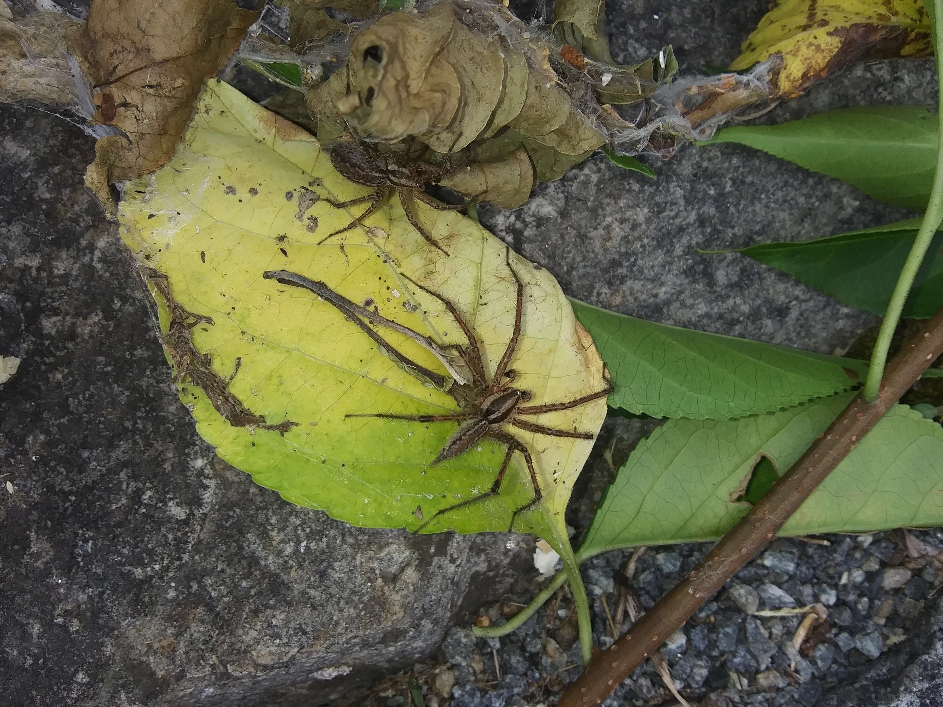 Picture of Agelenopsis (Grass Spiders) - Male,Female - Dorsal