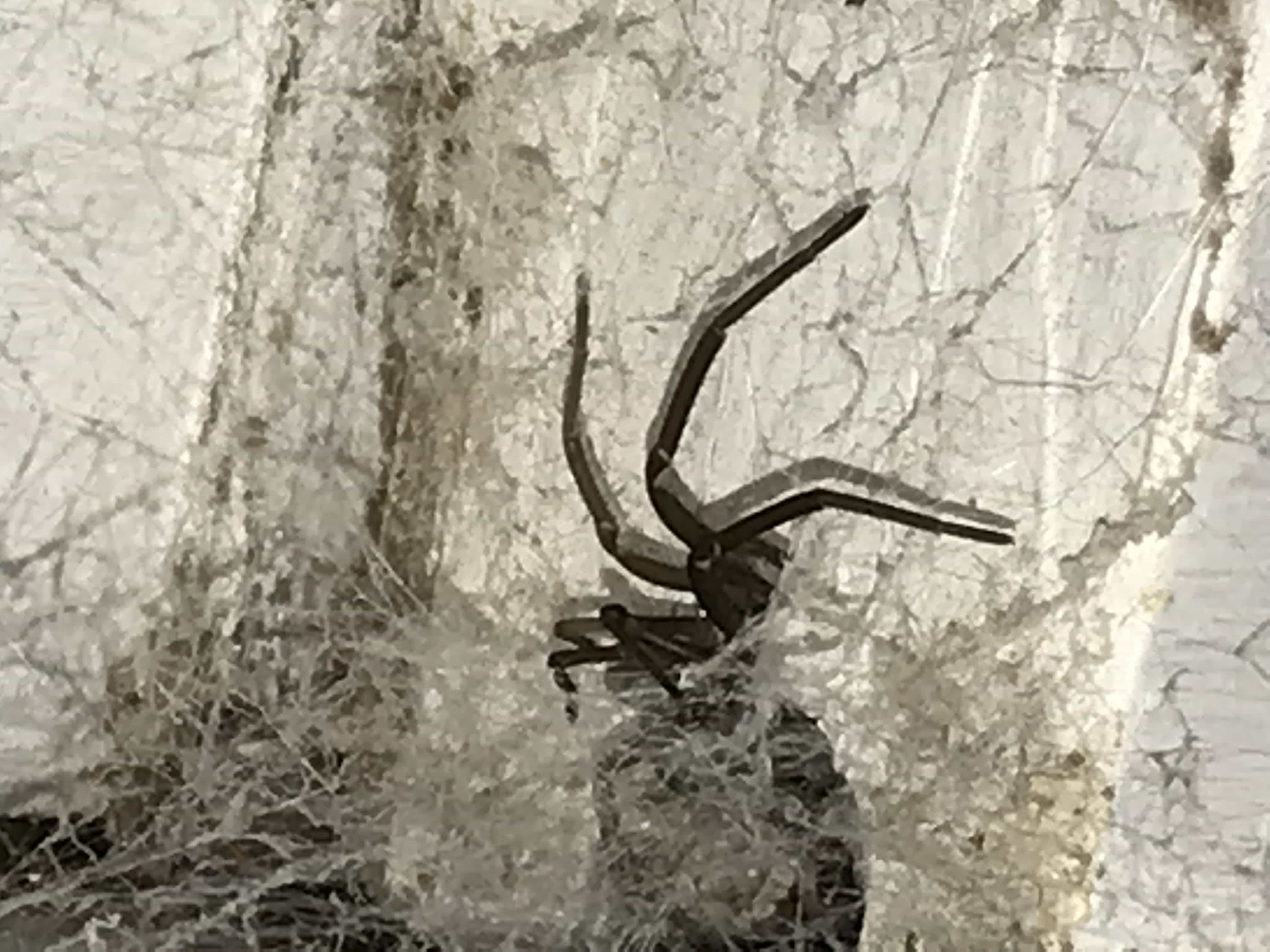 Picture of Kukulcania hibernalis (Southern House Spider) - Lateral,Webs