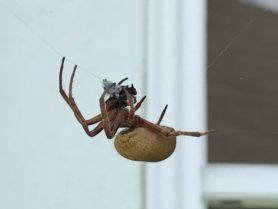 Picture of Eriophora ravilla (Tropical Orb-weaver) - Lateral,Prey