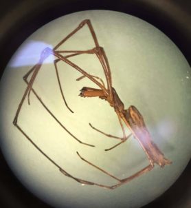 Picture of Tetragnathidae (Long-jawed Orb-weavers) - Lateral