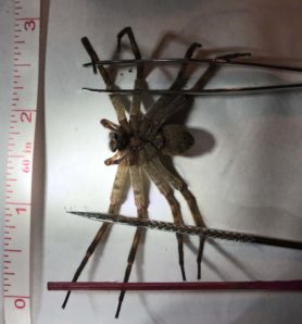 Picture of Dolomedes spp. (Fishing Spiders) - Female - Ventral